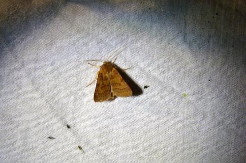 Agrochola helvola