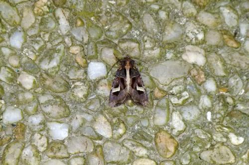 Réf. 92 986 : Trigonophora flammea