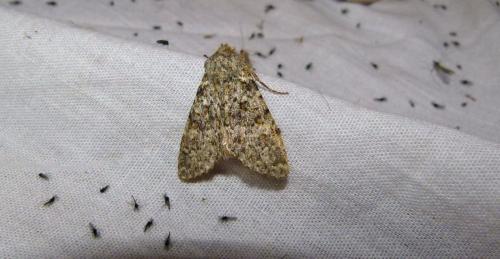 Réf. 92 990 : Polymixis flavicincta