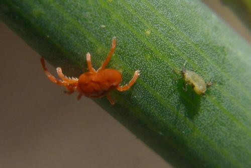 Allothrombium sp.