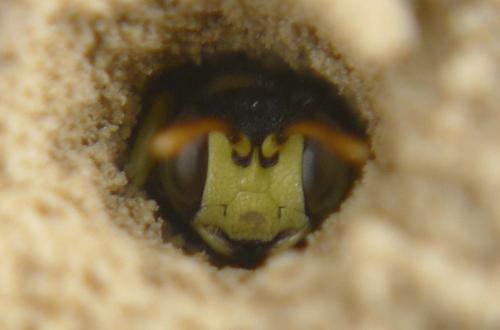 Cerceris sabulosa