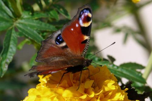 Aglais io