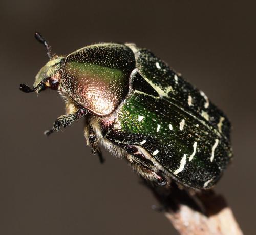 Réf. 92 528 : Cetonia aurata aurata