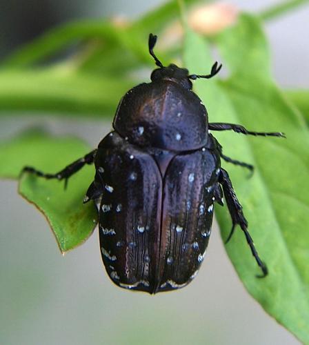 Réf. 92 529 : Oxythyrea funesta