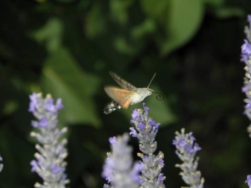 Macroglossum stellatarum