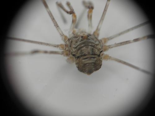 Dicranopalpus ramosus
