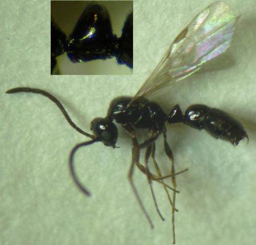Hypoponera sp.