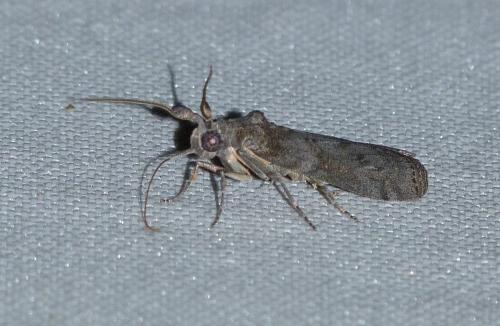 Phycita sp.