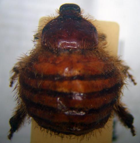 Réf. 92 791 : Pachypus candidae