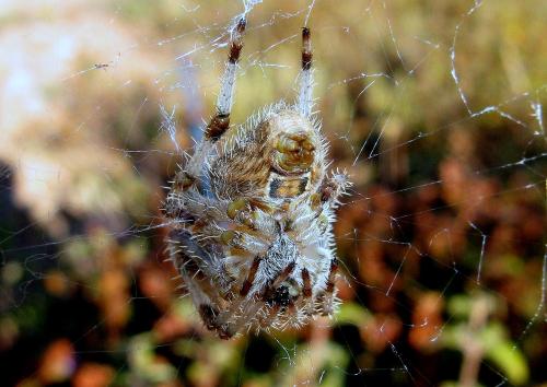 Araneus pallidus