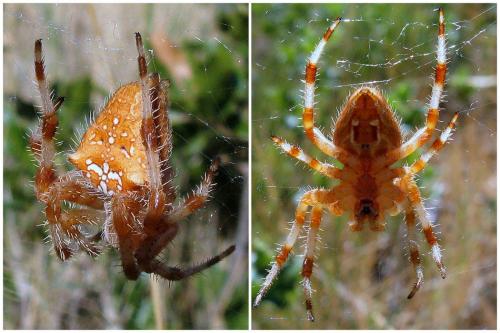 Araneus pallidus
