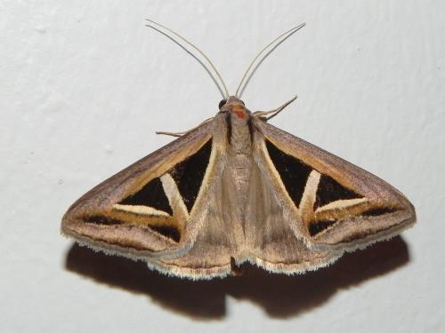 Réf. 92 973 : Trigonodes hyppasia