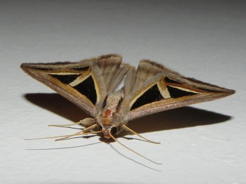 Trigonodes hyppasia