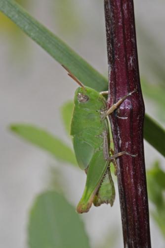 Réf. 92 692 : Aiolopus thalassinus thalassinus