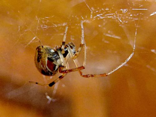 Réf. 92 179 : Parasteatoda lunata
