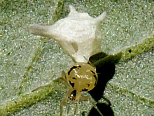 Paidiscura pallens