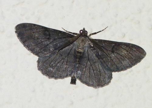 Peribatodes rhomboidaria