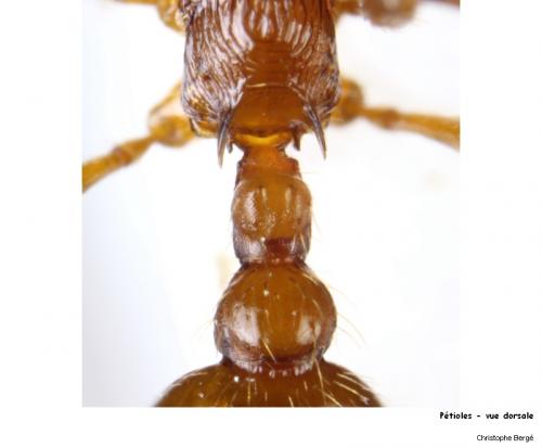 Réf. 92 599 : Myrmica rubra