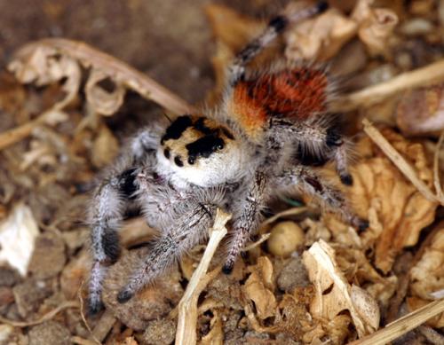 Phidippus regius