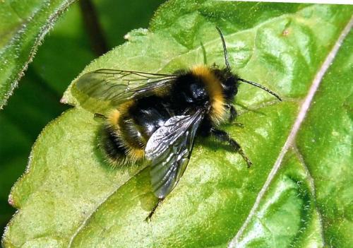 Réf. 92 146 : Bombus sp.