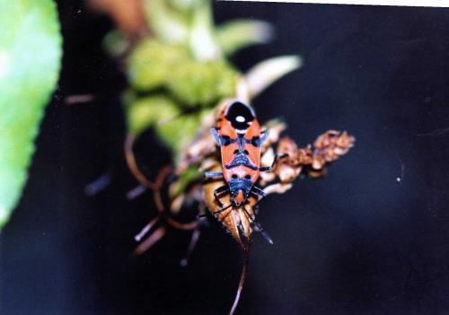 Réf. 92 552 : Lygaeus sp.