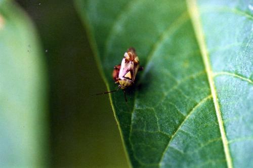 Réf. 92 553 : Lygus sp.