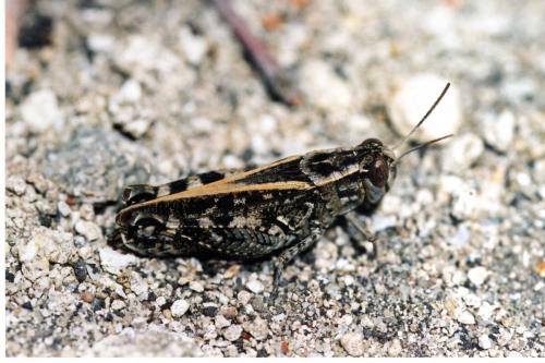 Calliptamus sp.