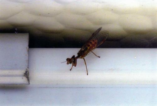 Mantispa styriaca
