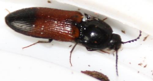 Ampedus balteatus