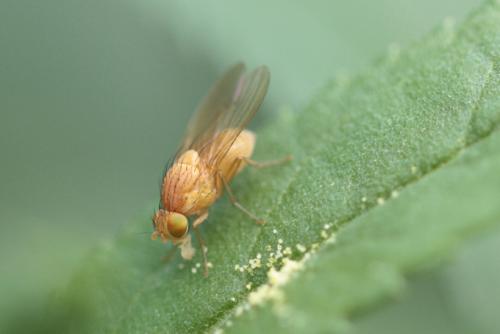 Sapromyza sp.