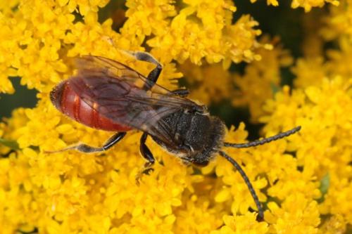 Réf. 92 916 : Sphecodes sp.