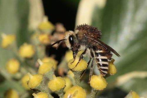 Colletes hederae