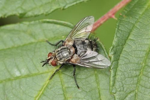 Réf. 92 021 : Linnaemya sp.