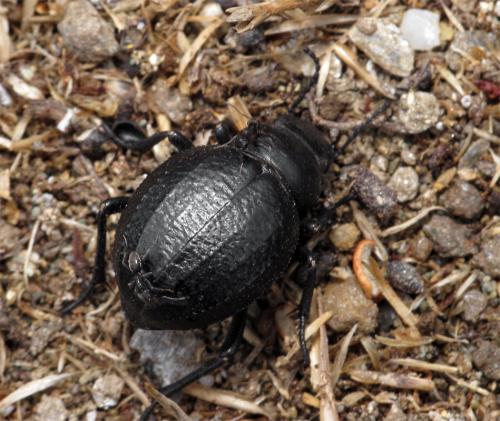 Pimelia payraudi