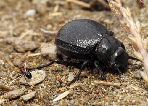 Pimelia payraudi