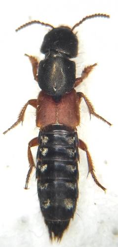 Réf. 92 726 : Platydracus stercorarius