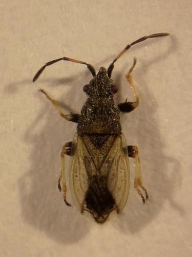 Macroplax preyssleri