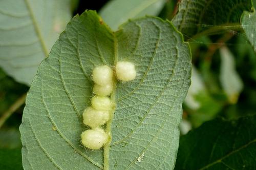 Euura pedunculi