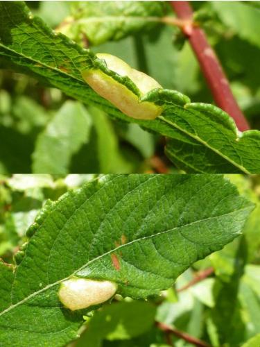 Euura bridgmanii