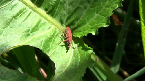 Réf. 92 261 : Lixus punctiventris