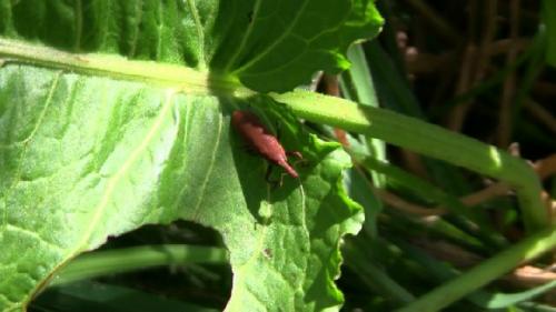 Réf. 92 262 : Lixus punctiventris