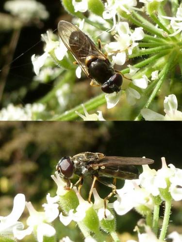 Réf. 92 504 : Cheilosia scutellata