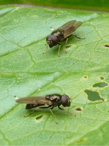 Réf. 92 350 : Cheilosia pagana