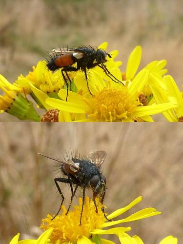 Réf. 92 225 : Eriothrix rufomaculata