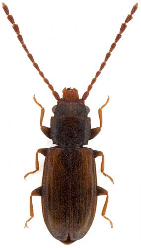 Réf. 92 423 : Notolaemus castaneus
