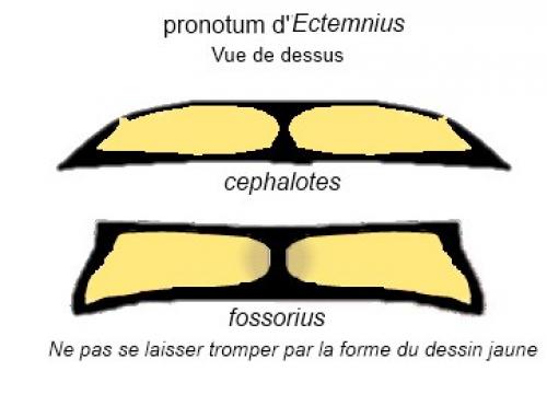Réf. 92 182 : Ectemnius divers