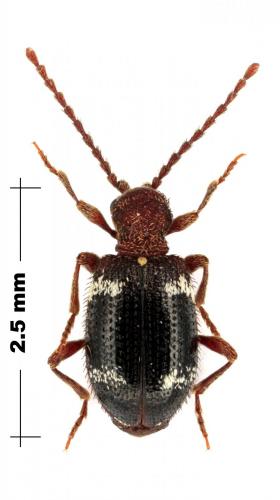 Ptinus aubei