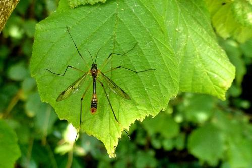 Ptychoptera albimana