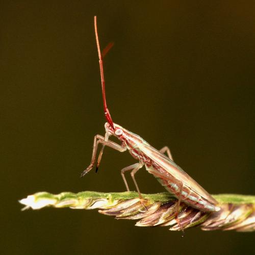 Réf. 92 316 : Trigonotylus pulchellus