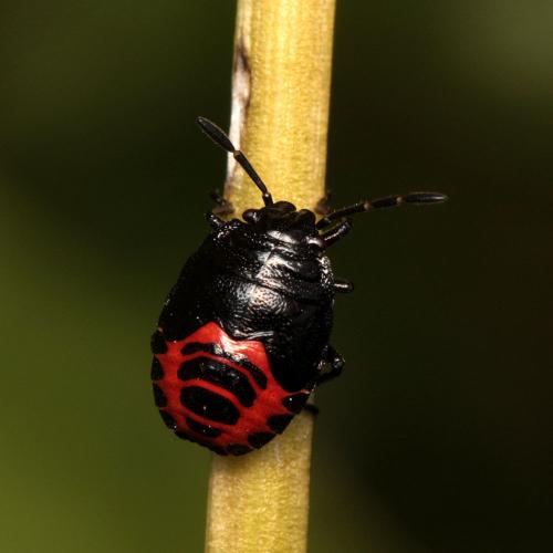 Eurydema cyanea